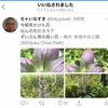 紹介：昨日ツイートした花の名前が分かりました