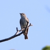 コサメビタキ・エナガ・カワラヒワ(大阪城野鳥探鳥20250628 4:35-9:35)