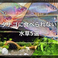 初心者向けアクアリウム流木レイアウト水槽の作り方 たなごgo 初心者向けアクアリウム流木レイアウト水槽の作り方 たなごgo