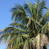 ヤシの木のイグアナ、歩道のイグアナ