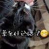 "【我が家の猫ゴーさんが薬を飲んでくれないのでちゅ～るに仕込んでみた😆】" を YouTube で見る