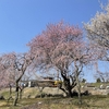 【いなべ】梅林公園の梅まつり