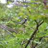 ジィちゃんと探鳥・箱根野鳥の森でメジロと戯れる/2020-10-01、戦場ヶ原でノゴマを探す/2020-10-04