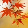  ばら