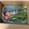 新鮮な旬のお野菜セット