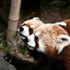 動物は、静かに見ましょう。