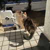 猫、見てはいけない物