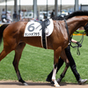 愛馬観戦記　R5-40【コトヴィア　3歳未勝利】