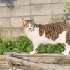 草が生えた(=^・^=)　、白い花　＆　人間ドック要精密