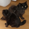 ほっこり・じんわりと黒猫チビの記録