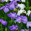 紫陽花咲く清澄庭園への旅⑧『花菖蒲編』