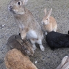 うさぎ
