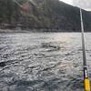 3月八丈島で泳がせ釣り(2022/3/11〜14)