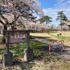 満開の桜を独り占めｗ