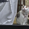 猫の視力と見え方と、謎がひとつ・・・