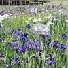 奈良県営馬見丘陵公園のハナショウブ（６月上旬～中旬）