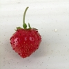 苺 一粒