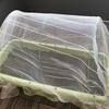 家庭菜園～ミックスレタス 【Vol.7 : 防虫ネットで再チャレンジ！】
