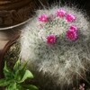 今年も変わらずにサボテンの花が