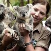 コアラ　絶滅の危険