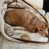 犬のいる暮らし