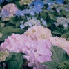 紫陽花