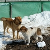 野犬の子にとって捕まるということ