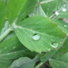 春雨の中の野菜