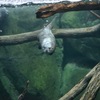 コツメカワウソ Aonyx cinerea