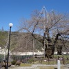 荘川桜公園