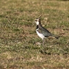 公園のタゲリ