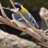 シジュウカラの鳴き声【ダーウィンが来た！を見て】