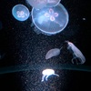 京都水族館のお話。1
