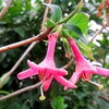 開花・・