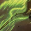 Hour of Devastation Limited Set Review: Green By Luis Scott-Vargas