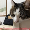 猫とパソコン作業の共存 四ニャン坊たかんぼは、パソコン作業中、こんな感じでアピールを続けます