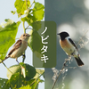 ノビタキに出会えた日。オスとメス、ふたりそろって