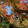 紅葉の高尾山　大混雑