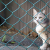 地元繁華街のねこさん