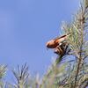 イスカの群れ, Common Crossbill