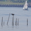 ２０２２年１１月　東京都葛西臨海公園にて野鳥観察。（日本野鳥の会神奈川支部の探鳥会に参加）