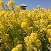 【おでかけ】愛知牧場に菜の花を見に行きました！動物に餌やりも。