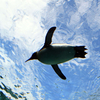 今日もペンギンさんは、空を飛んでいます