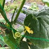 6月のひらめ畑