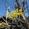 うちの芝は青い