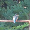 カワセミが夏に子育て？