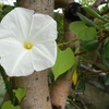 10月の朝顔。白いフライングソーサー。