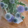 ルリタマアザミは花が長持ちでいいですね