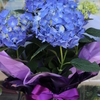 DAILY FLOWERS!!