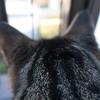 ベランダからこんにちは